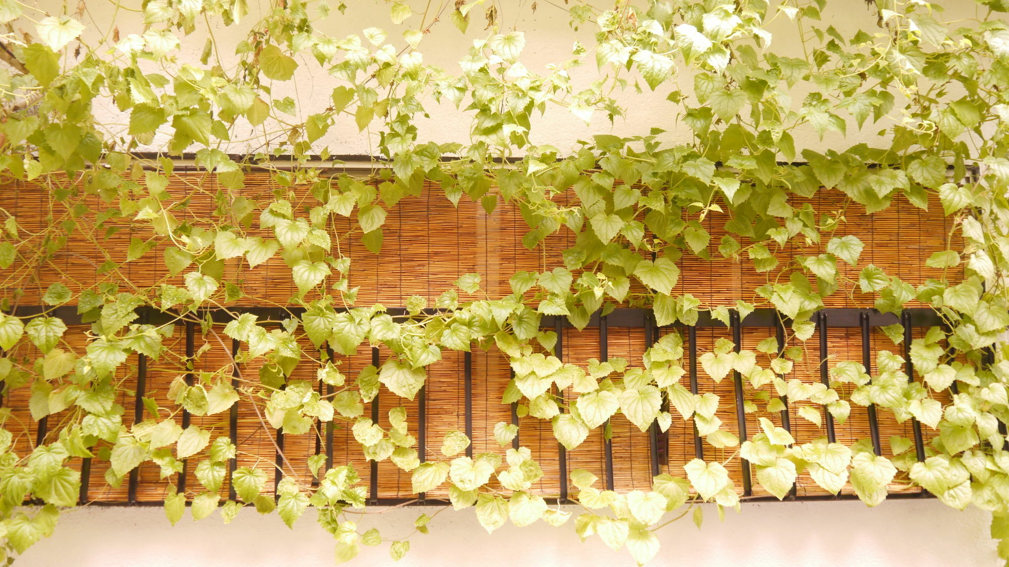 Serendipity At Kioto Exterior foto